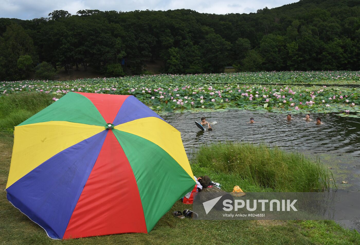 Russia Environment Lotus Blooming