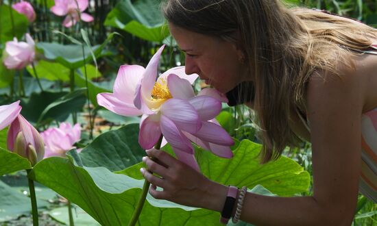 Russia Environment Lotus Blooming