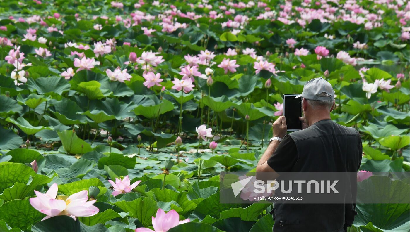 Russia Environment Lotus Blooming