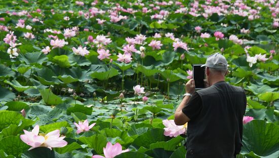 Russia Environment Lotus Blooming