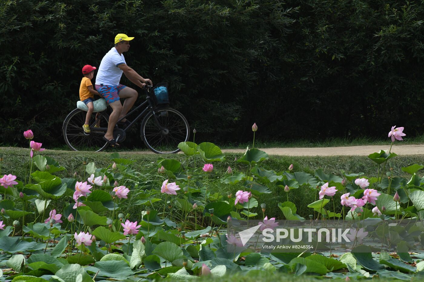 Russia Environment Lotus Blooming