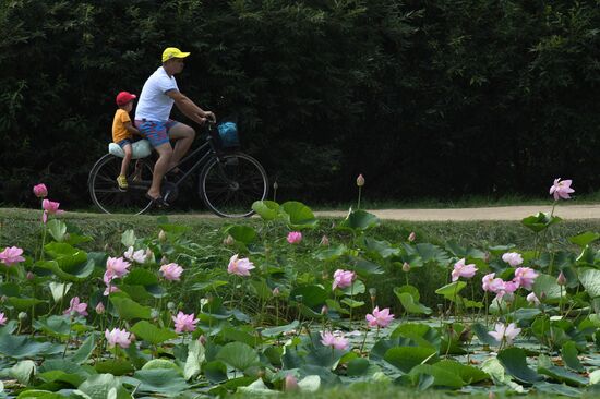 Russia Environment Lotus Blooming