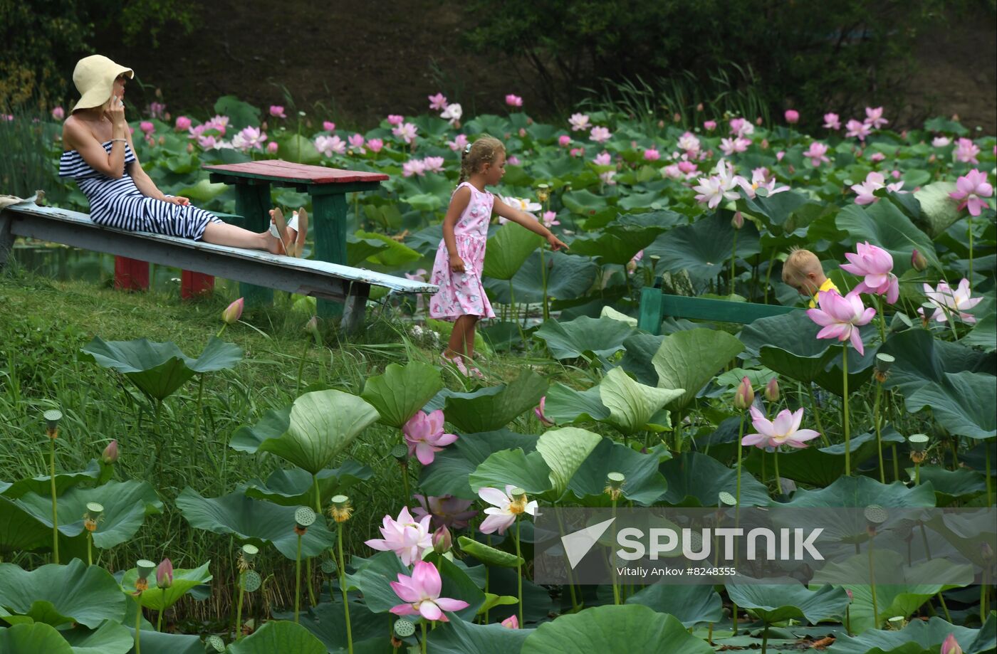 Russia Environment Lotus Blooming