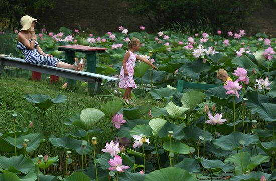 Russia Environment Lotus Blooming