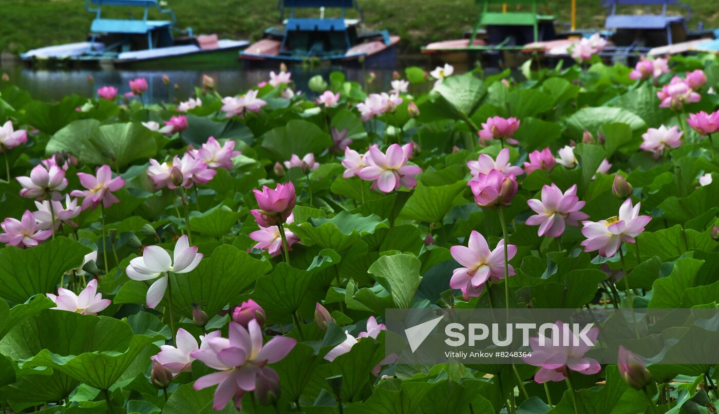 Russia Environment Lotus Blooming