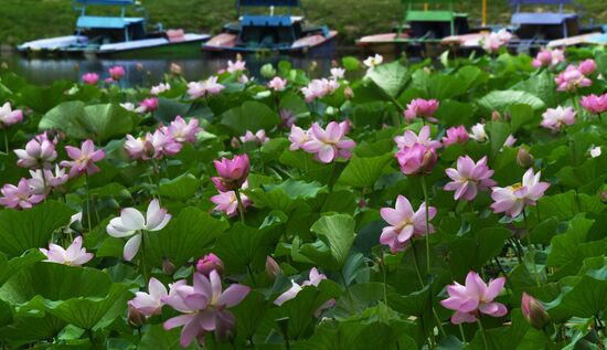 Russia Environment Lotus Blooming