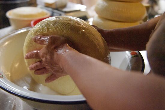 Russia North Caucasus Cheese Production