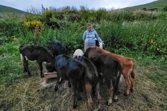 Russia North Caucasus Cheese Production