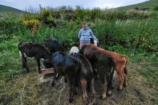 Russia North Caucasus Cheese Production