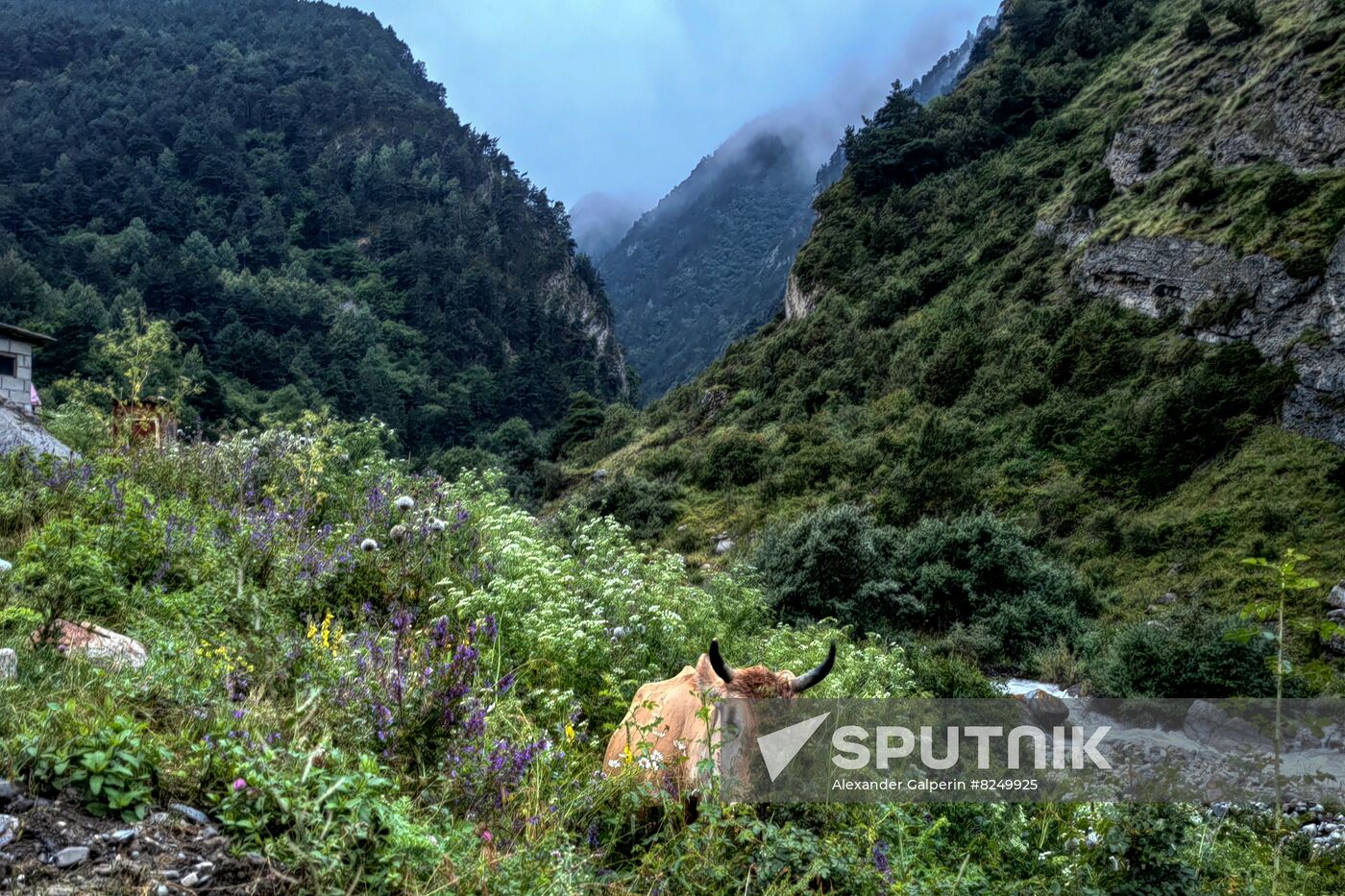 Russia North Caucasus Cheese Production