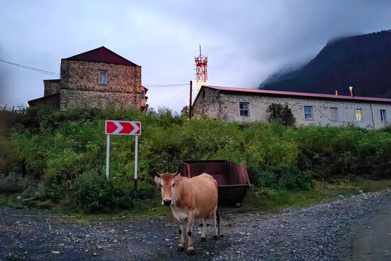 Russia North Caucasus Cheese Production