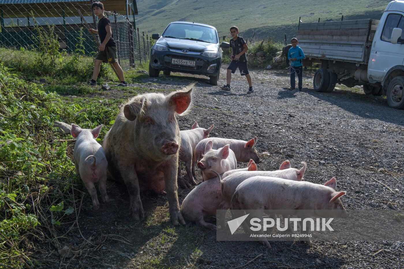 Russia North Caucasus Cheese Production