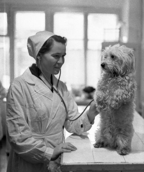 Veterinary clinic in Moscow