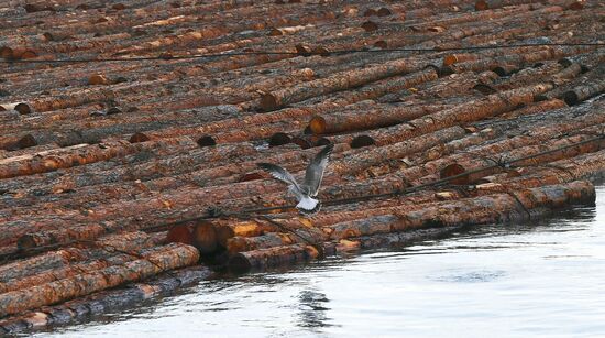 Russia Timber Rafting