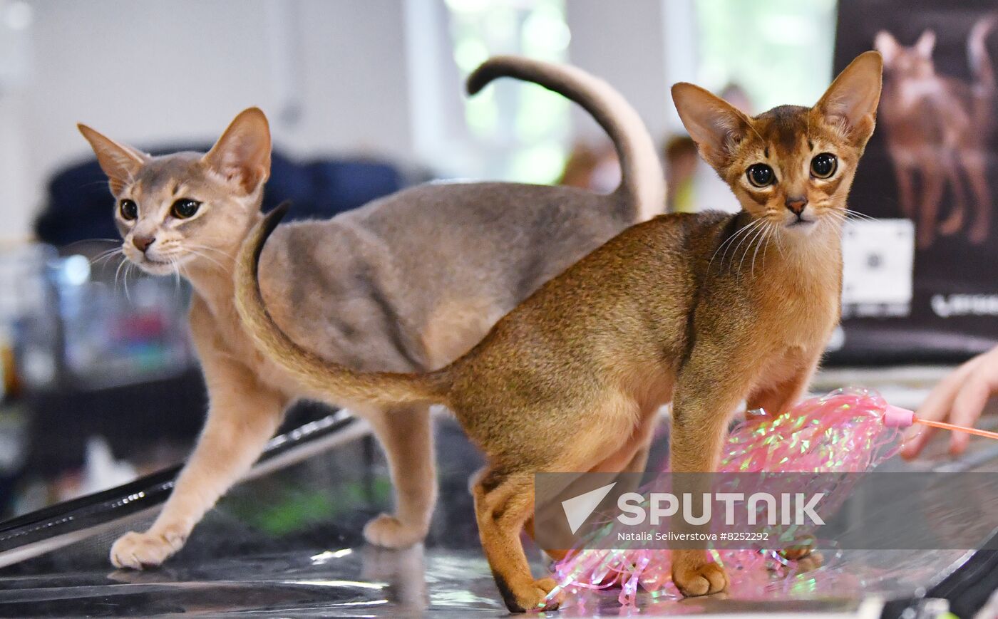 Russia Cats Show