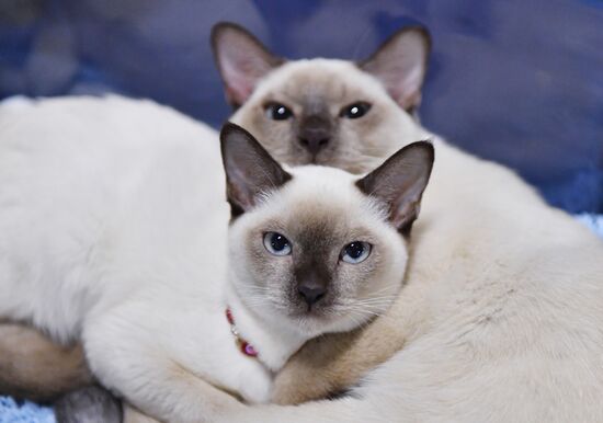 Russia Cats Show