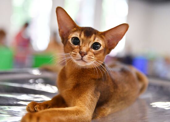 Russia Cats Show