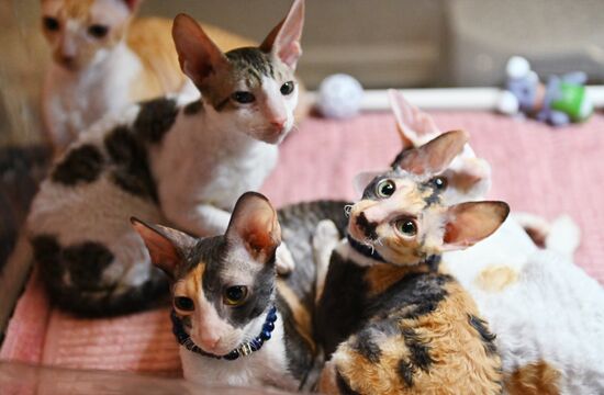 Russia Cats Show