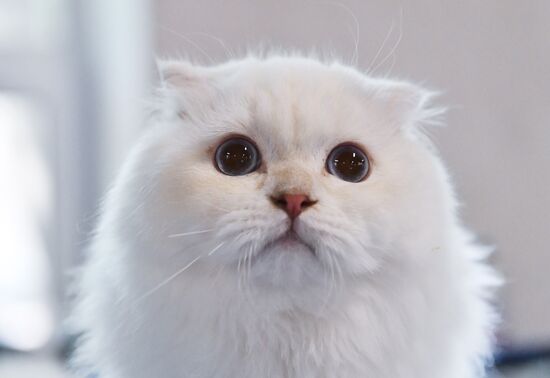 Russia Cats Show