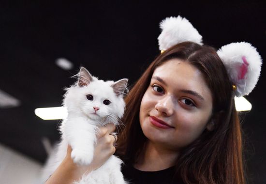 Russia Cats Show