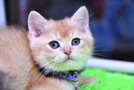 Russia Cats Show