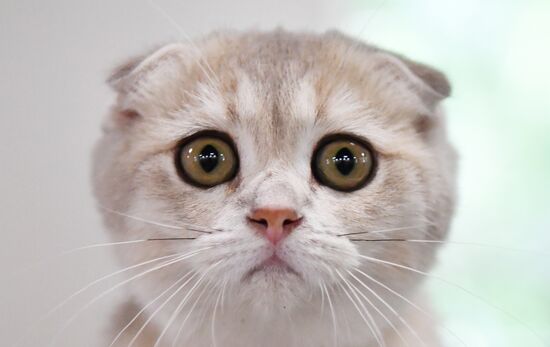 Russia Cats Show