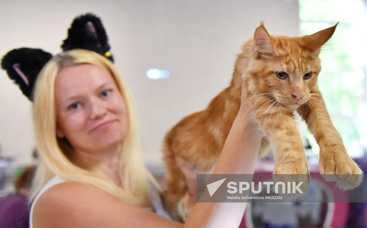 Russia Cats Show