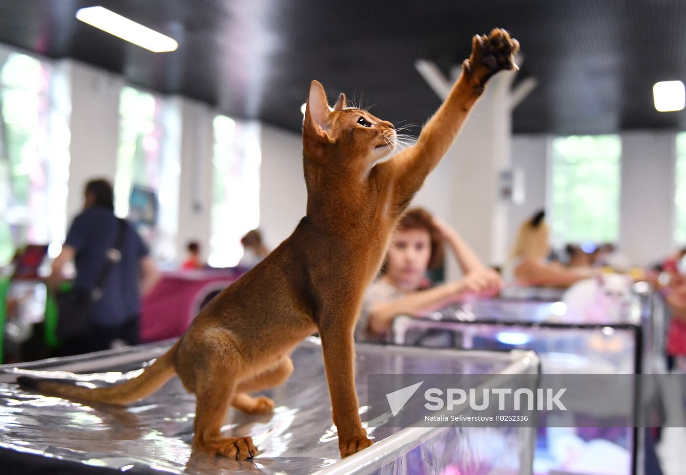 Russia Cats Show