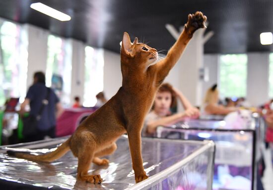 Russia Cats Show