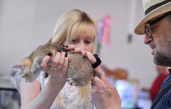 Russia Cats Show