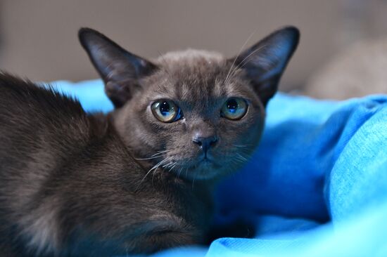 Russia Cats Show