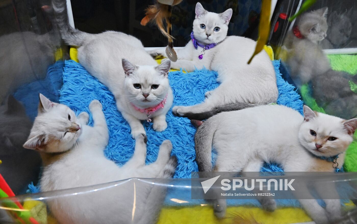 Russia Cats Show