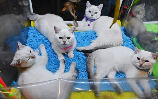Russia Cats Show