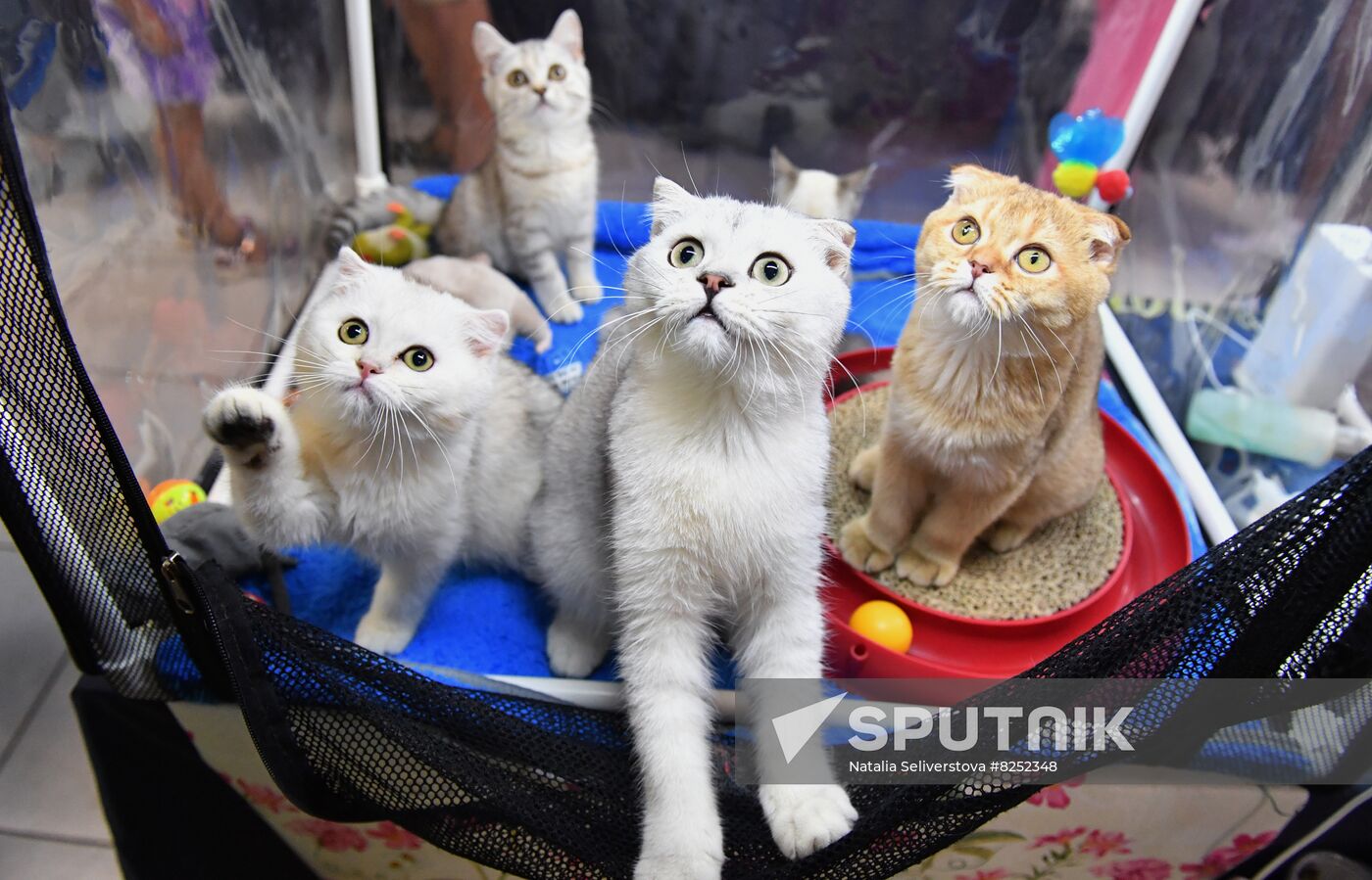 Russia Cats Show