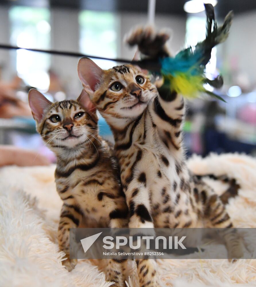 Russia Cats Show
