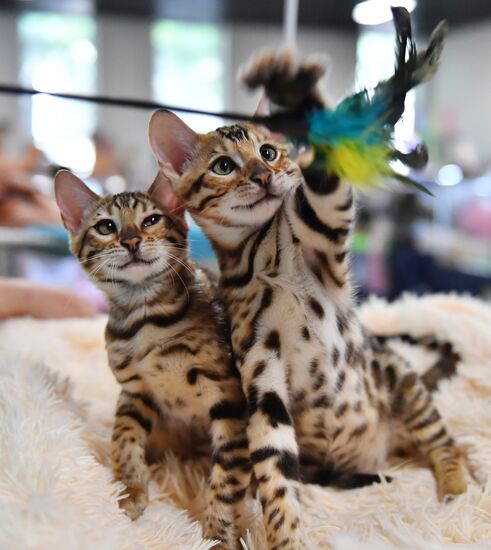 Russia Cats Show