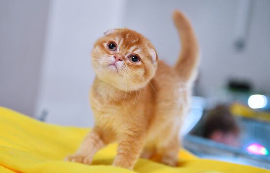 Russia Cats Show