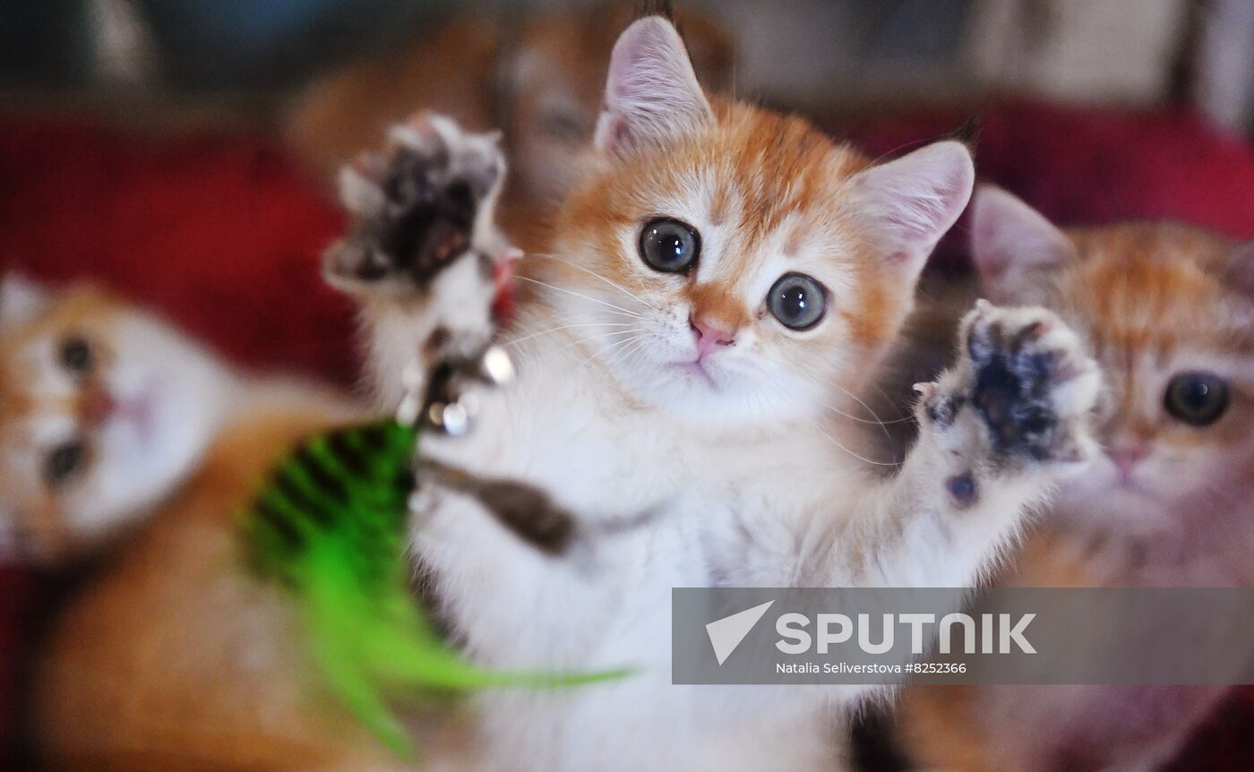 Russia Cats Show