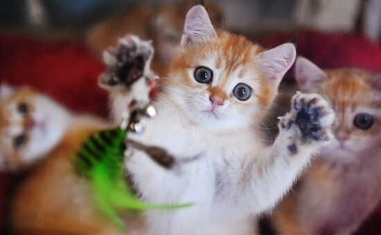 Russia Cats Show
