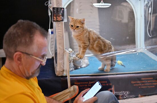 Russia Cats Show