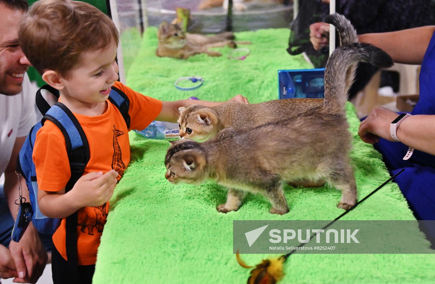 Russia Cats Show