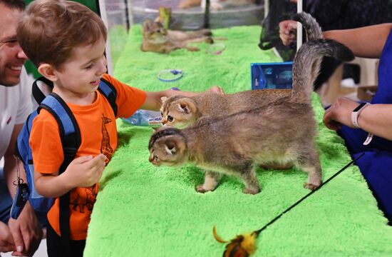 Russia Cats Show