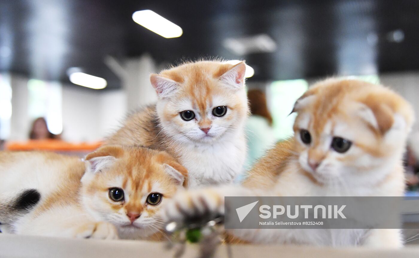 Russia Cats Show