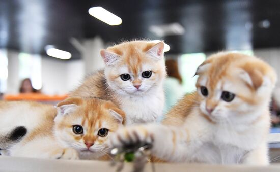 Russia Cats Show
