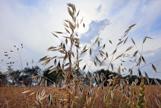 Russia Agriculture
