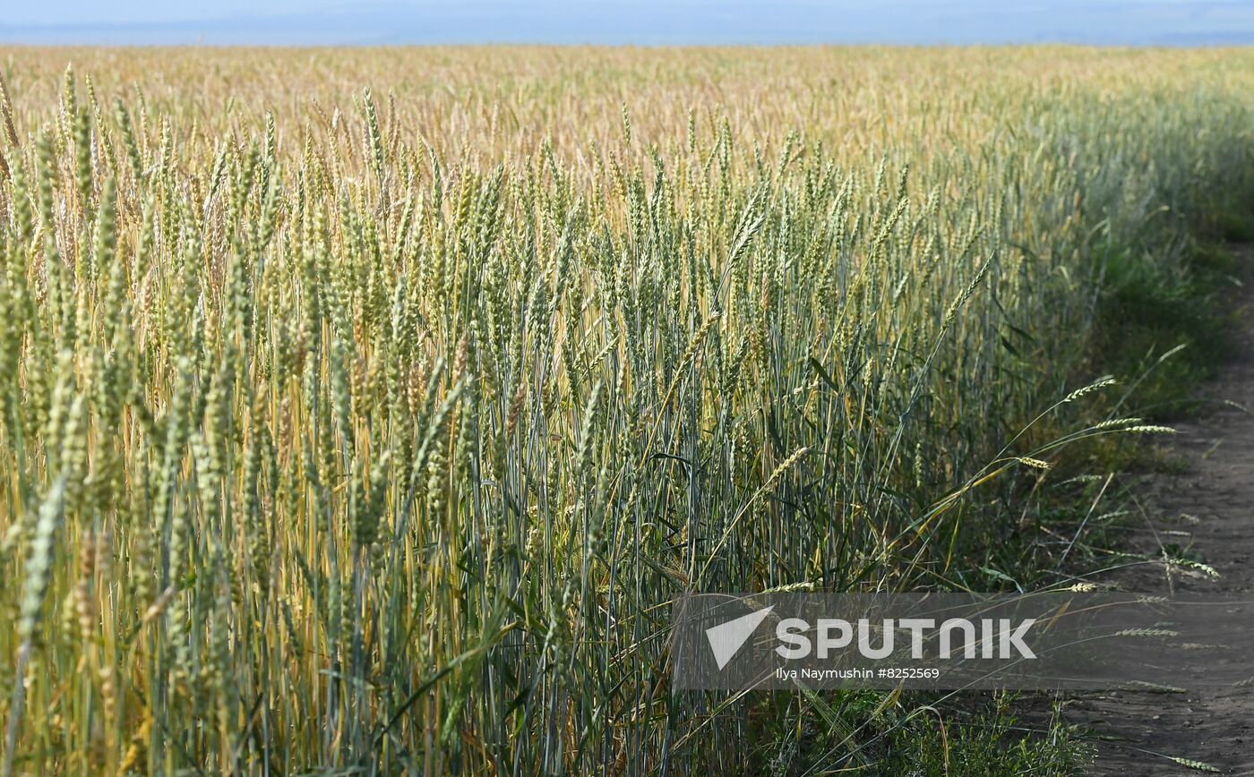 Russia Agriculture