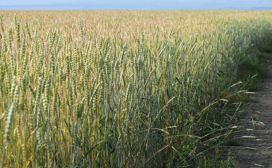 Russia Agriculture