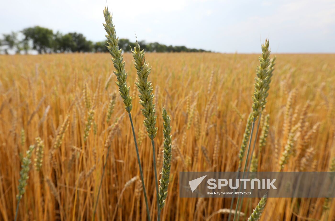 Russia Agriculture