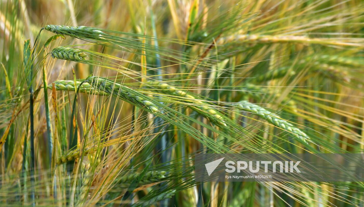 Russia Agriculture
