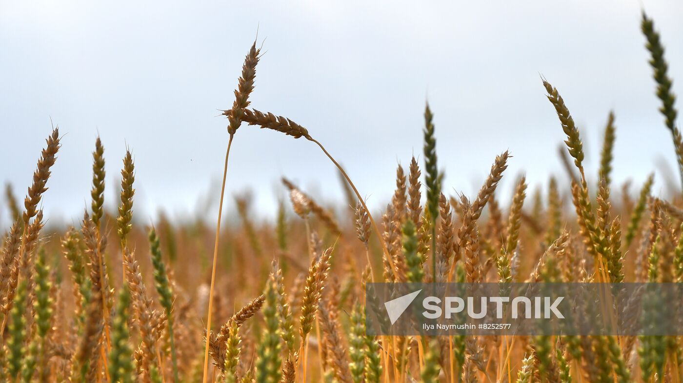 Russia Agriculture